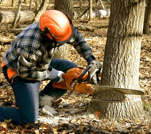 Tree Removal in Coeur D Alene, ID